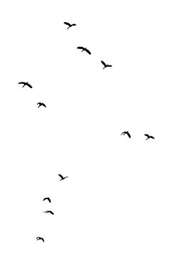 Flock of Flying Wild Ducks Black Silhouette PNG Cutout on Transparent Background, Bird Design Element