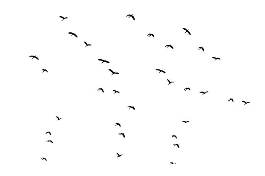 Flock of Flying Wild Ducks Black Silhouette PNG Cutout on Transparent Background, Bird Design Element