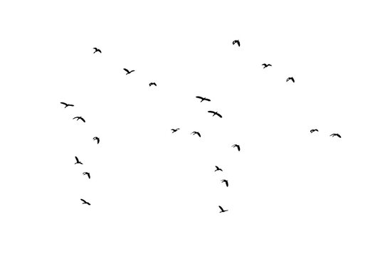 Flock of Flying Wild Ducks Black Silhouette PNG Cutout on Transparent Background, Bird Design Element