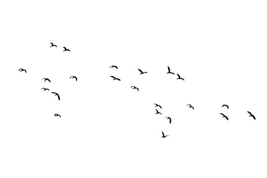 Flock of Flying Wild Ducks Black Silhouette PNG Cutout on Transparent Background, Bird Design Element