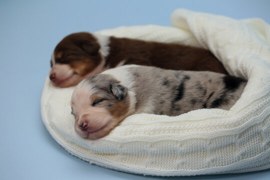 Two newborn Australian Shepherd puppies (Aussie) sleeping side by side on a cozy white knitted blanket. Tender, peaceful studio pet portrait of sweet fragile lives, perfect for greeting cards and ads.