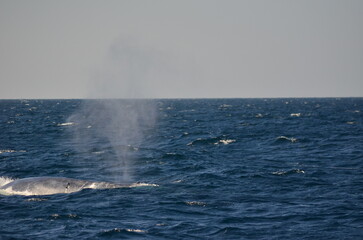 Blue whale surfacing and spouting water in the Indian Ocean off the coast of Sri Lanka during a whale watching tour © wendi