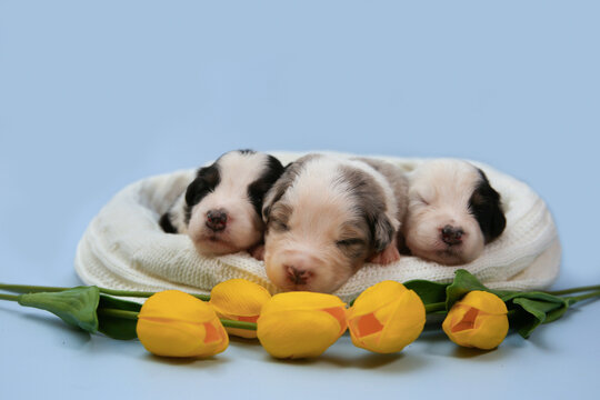 Three newborn Australian Shepherd (Aussie) puppies sleep on a white blanket behind yellow tulips on a blue background. Sweet Easter spring studio portrait for greeting cards and pet ads.
