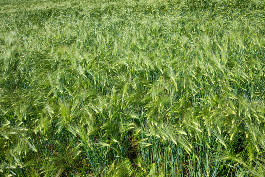 Horizontal view of a wide green barley field with long awns and stalks, creating a dense organic texture. Great for agricultural backgrounds, nature patterns, and eco-friendly design.