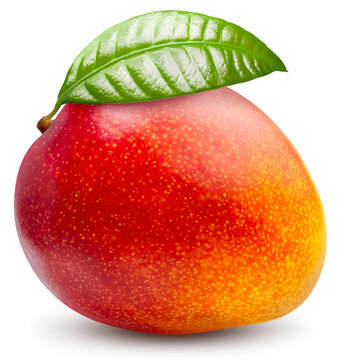 Red Elegant Mango isolated on white background, Fresh Red Mango fruits on white background with clipping path.