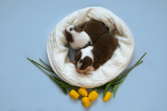 Two newborn Australian Shepherd puppies (Aussie) sleep in a white knitted blanket nest with yellow tulips on blue backdrop. Sweet spring flat lay portrait, ideal for Easter cards and pet ads.
