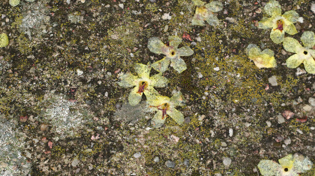 small yellow flowers on the wet ground