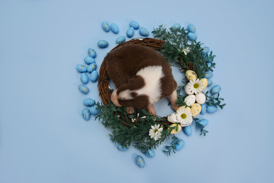 Newborn Australian Shepherd (Aussie) puppy sleeping in a decorative Easter wreath on a blue backdrop. Flat lay view, spring concept, perfect for holiday greeting cards and pet product ads.