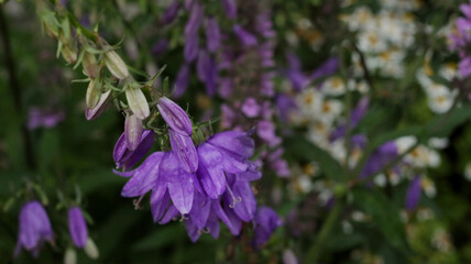 Obraz premium natural meadow with purple and white flowers