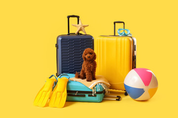 Cute poodle puppy sitting on a suitcase with beach accessories, summer vacation and travel concept on a yellow background © Pixel-Shot