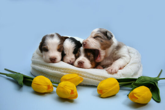 Three newborn Australian Shepherd (Aussie) puppies sleep on a white blanket behind yellow tulips on a blue background. Sweet Easter spring studio portrait for greeting cards and pet ads.
