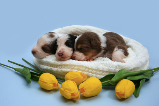 Three newborn Australian Shepherd (Aussie) puppies sleep on a white blanket behind yellow tulips on a blue background. Sweet Easter spring studio portrait for greeting cards and pet ads.
