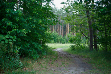 leśna ścieżka,lato  © Marcin Łazarczyk