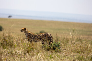 Cheetah stands in grassland looking out across the rolling savannah - Masai Mara National Reserve, Kenya, African wildlife safari photography © TheStorygrapher