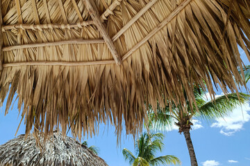 View from under a straw beach umbrella looking up at green palm trees and blue sky on a sunny day. Background for travel concepts, summer vacations, and resort themes © Alexander