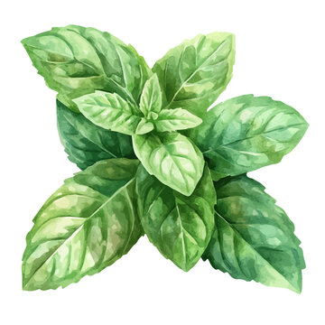 Watercolor illustration painting of Spearmint, minimal, isolated on a white background.