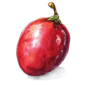 Tamarillo, soft hand-painted watercolor illustration, isolated on a white background.