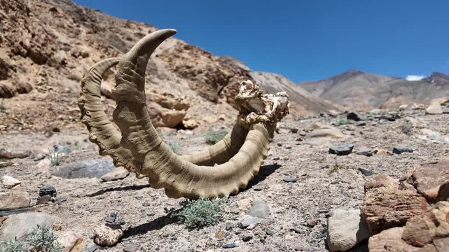 Altai Argali Horns Remains Discovered on the Gobi Desert Landscape of Xinjiang, China