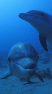 two dolphins in the pool