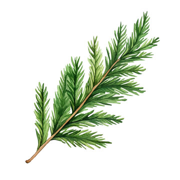 Watercolor illustration vector of Cedar Leaf, isolated on a clean white background.