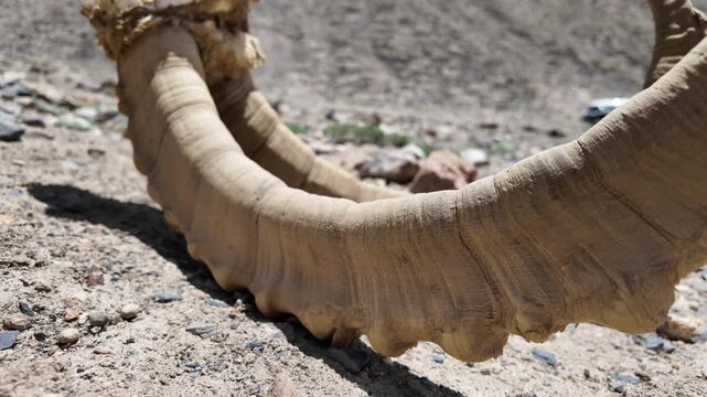 Altai Argali Horns Remains Discovered on the Gobi Desert Landscape of Xinjiang, China