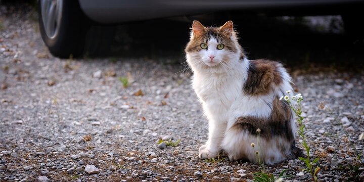 Cute longhair cat is sitting outdoors and looking at camera. Panoramic image with copy space. 