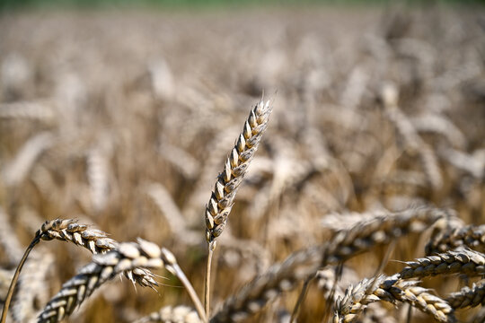 Wheat field in summer. Yellow ripening ears of wheat ready for harvest. Cereals.