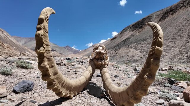 Altai Argali Horns Remains Discovered on the Gobi Desert Landscape of Xinjiang, China