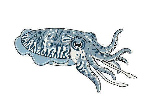 Illustration of a patterned cuttlefish swimming, isolated on white background