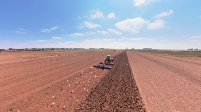 Tractor tills rich red soil under bright blue sky. Farming in Lincolnshire