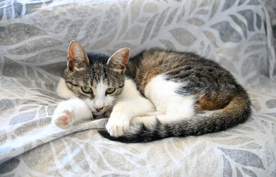 Sleeping tabby and white cat curled up on a patterned blanket. Peaceful cat sleeping. 