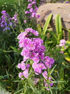 Close up of pinkish purple aster flowers blooming in a garden.