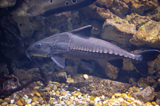 Sturgeon swimming underwater in a freshwater aquarium with a rocky bottom. Close-up view of a prehistoric fish in a natural aquatic environment, ideal for wildlife and conservation themes.