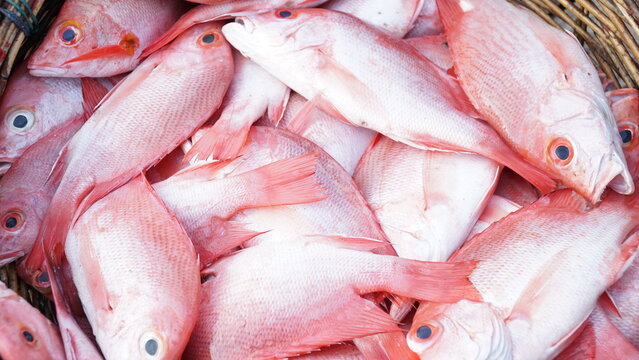 pile of fresh red fish
