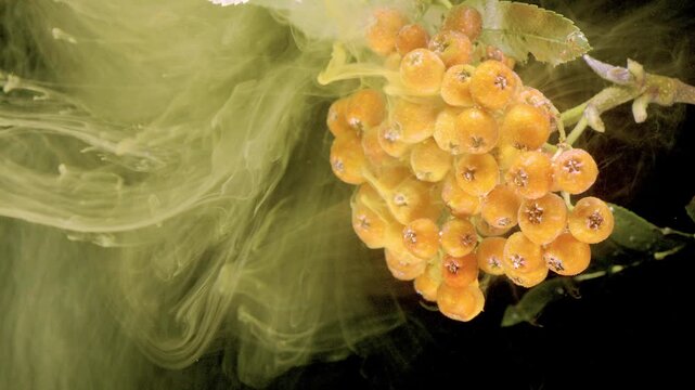 Orange rowanberry fruits on twig with green leaves shown in tight macro view while pale inklike smoke swirls expand and curl across deep black background, creating dramatic contrast and moody