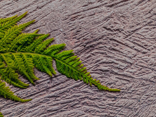 Minimalist high angle view of bright green fern leaf on rough concrete surface © OeyPingAn