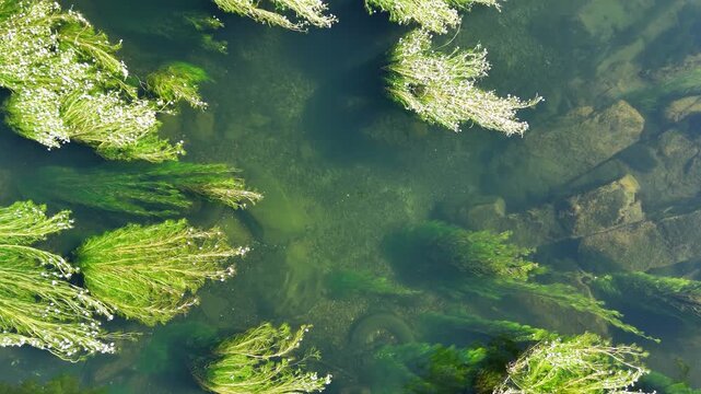 Lush green algae flowing gently in the clear Minho River