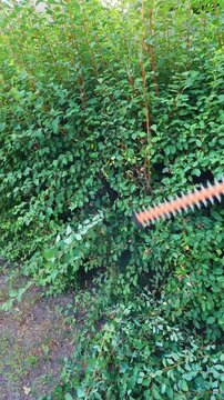 A person uses an electric trimmer to meticulously shape a lush, green spirea bush in a private garden setting