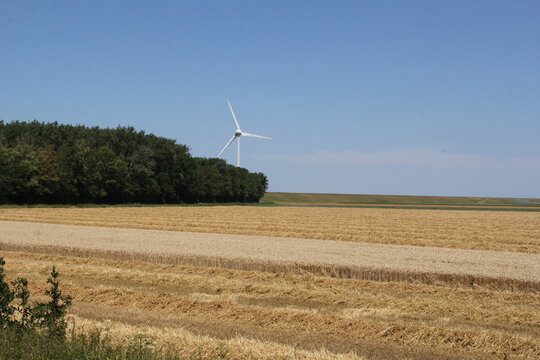 a wheat field and rows of straw in the dutch countryside in zeeland in summer and the seawall of the westerschelde sea and a windmill in the background