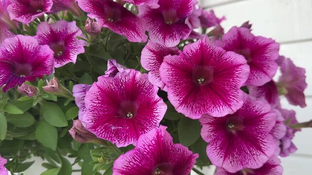 Pink and purple petunia flowers blooming in an outdoor garden