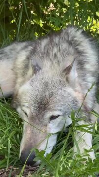 Gray wolf resting peacefully within tall green grass in this high definition wild animal motion clip
