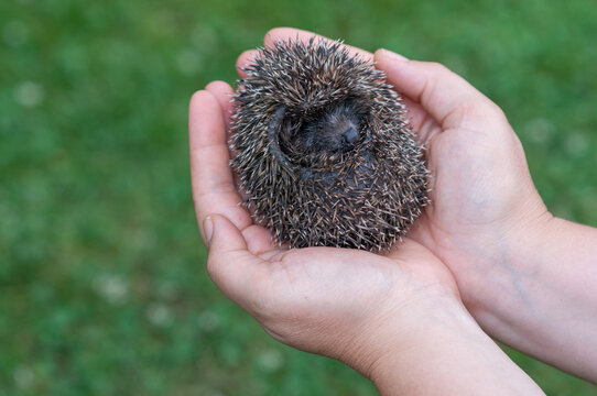 Cute Baby Hedgehog Curled Up in Adult Male Hands with Copy Space