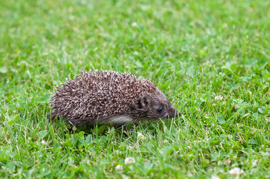 Baby Hedgehog Walking on Grass Viewed from Above
