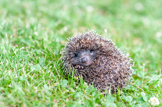 Little Hedgehog Curled Up on Grass with Visible Snout and Paw