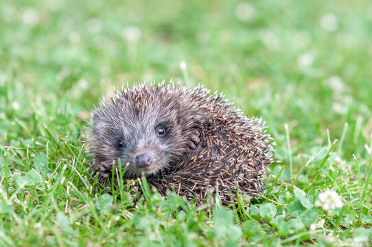 Cute Baby Hedgehog Looking at Camera While Curled Up on Grass
