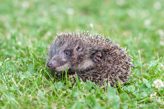Profile of Baby Hedgehog Curled into a Ball on Green Grass