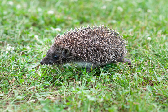 Baby Hedgehog Walking Across Green Grass Side View