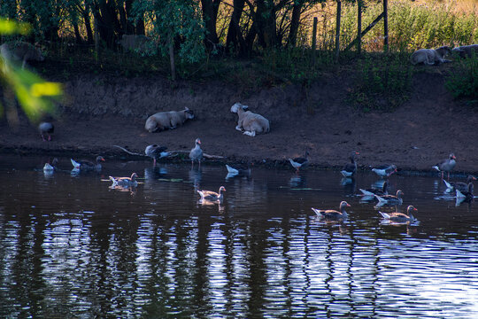 Sheep Resting Beneath Pollard Willows with Ducks and Geese on the River Trent Bank, Nottingham, UK