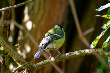 Great Tit Perched on a Tree Branch at Attenborough Nature Reserve, Nottingham, UK © Frank Goma