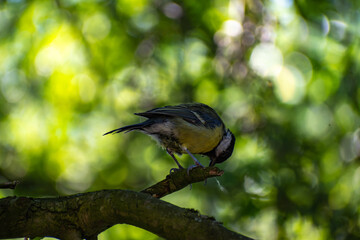 Great Tit Perched on a Tree Branch at Attenborough Nature Reserve, Nottingham, UK © Frank Goma